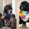 Obama Daughters To Get Their Dog, Bo, On Tuesday
